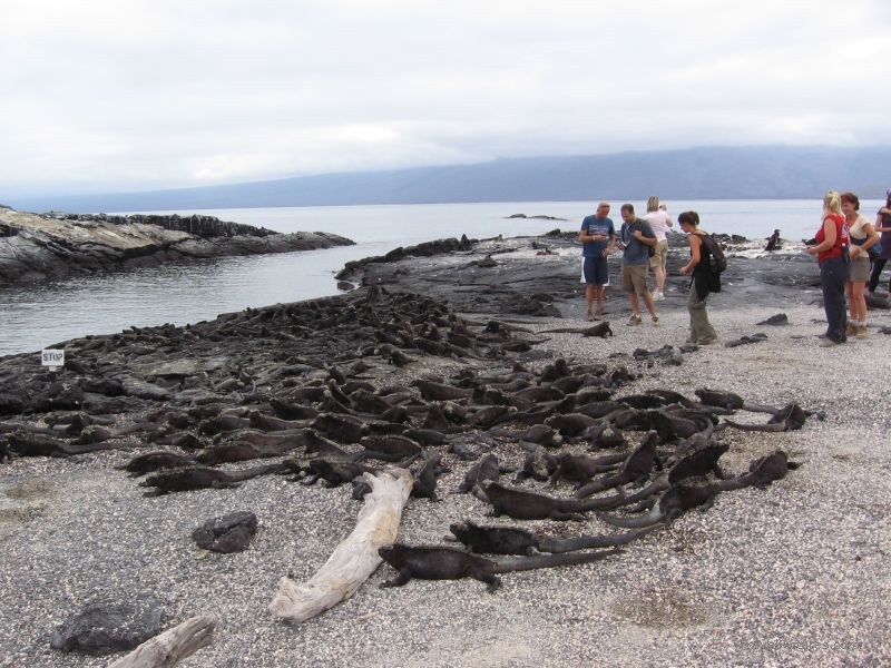 marine iguanas iguana